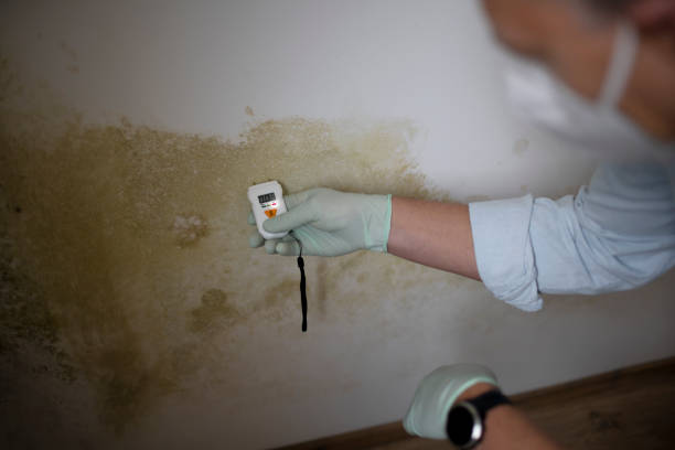 Why You Should Choose Our Mold Remediation Services in New Windsor, MD